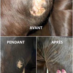 Spray réparateur cutané Ekin Spray réparateur cutané Ekin