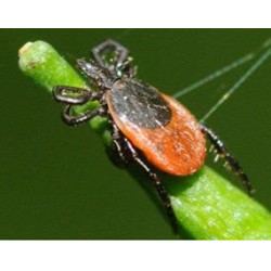 Répulsif insectes Ekin Répulsif insectes Ekin