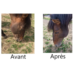 Répulsif insectes tête Ekin