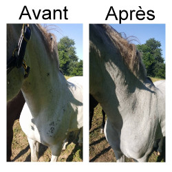 Répulsif insectes tête Ekin