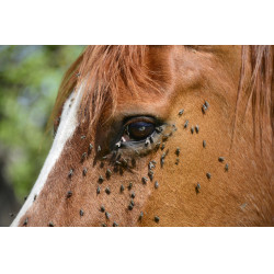 Répulsif insectes tête Ekin