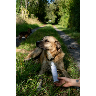 Aliment complémentaire Alodis Care Cani Complexe pour chien Aliment complémentaire Alodis Care Cani Complexe pour chien