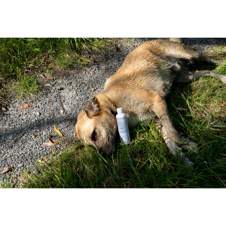 Aliment complémentaire Alodis Care Cani Complexe pour chien Aliment complémentaire Alodis Care Cani Complexe pour chien