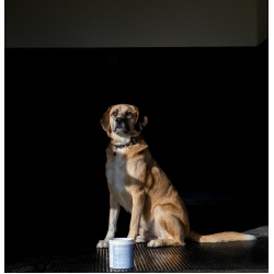 Argile Alodis Care Cani Clay pour chien Argile Alodis Care Cani Clay pour chien