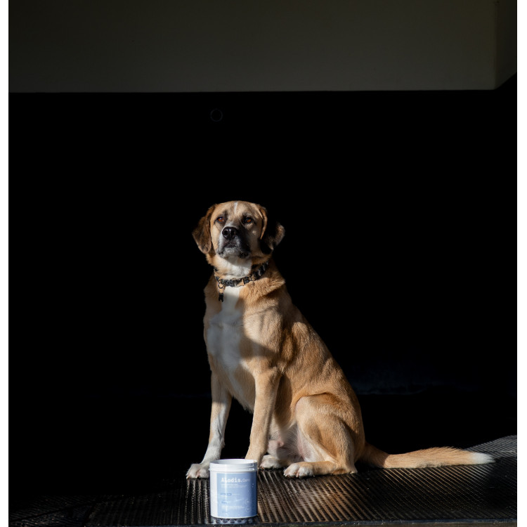Argile Alodis Care Cani Clay pour chien Argile Alodis Care Cani Clay pour chien