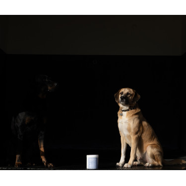 Argile Alodis Care Cani Clay pour chien Argile Alodis Care Cani Clay pour chien