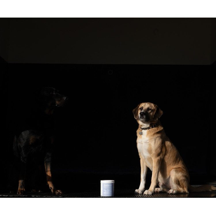 Argile Alodis Care Cani Clay pour chien Argile Alodis Care Cani Clay pour chien