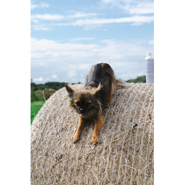 Baume Alodis Care Cani Stress pour chien Baume Alodis Care Cani Stress pour chien