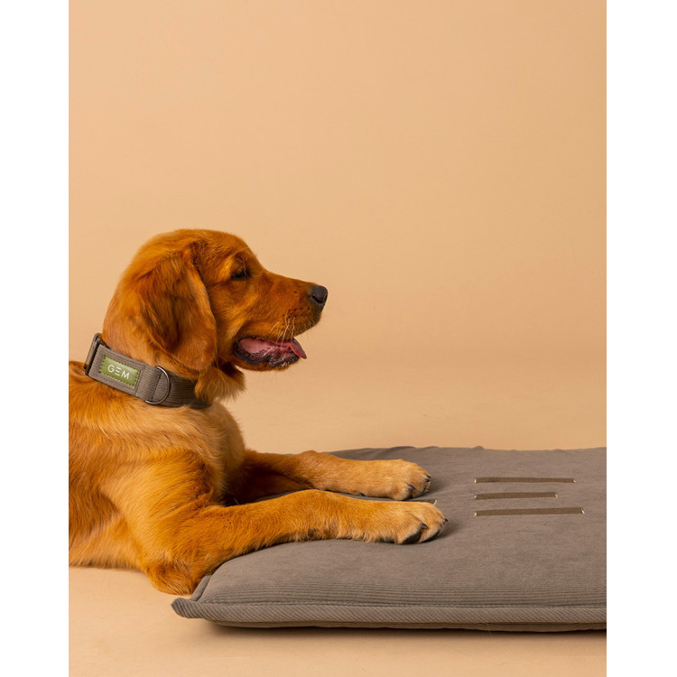 Collier GEM chien Collier GEM chien