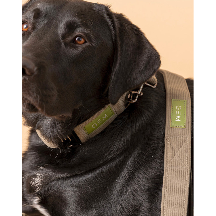 Collier GEM chien Collier GEM chien