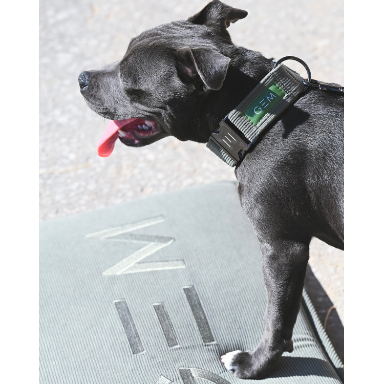 Collier GEM chien Collier GEM chien