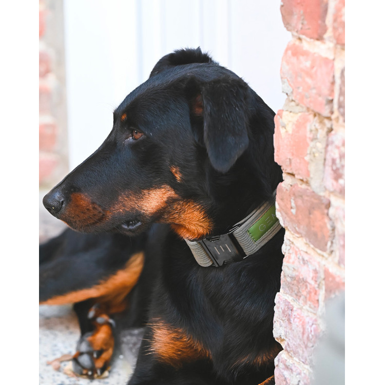 Collier GEM chien Collier GEM chien