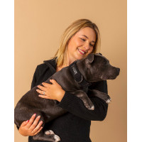 Collier GEM chien Kaki Collier GEM chien Kaki