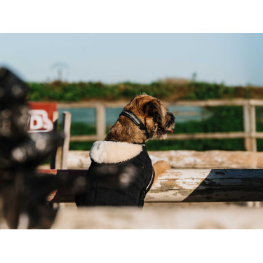 Couverture pour chien Je t'aime Equithème Couverture pour chien Je t'aime Equithème