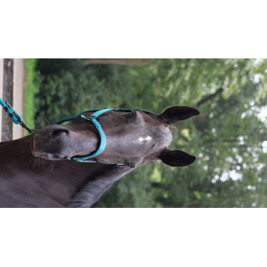 Licol Lami-Cell Charming Licol Lami-Cell Charming