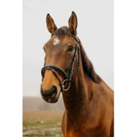 Bridon Norton Club Square Noir Bridon Norton Club Square Noir