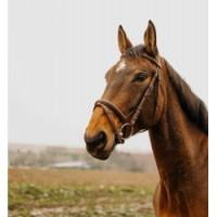 Bridon Norton Club Square Noir Bridon Norton Club Square Noir