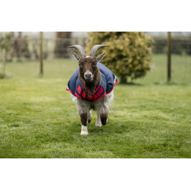 Couverture pour chèvre Horseware 200g Couverture pour chèvre Horseware 200g