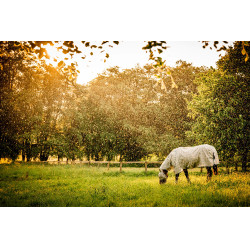 Masques anti-mouches Horseware Newmarket Charbon de bois witney Gris