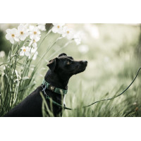 Laisse Kentucky pour chien Lézard Vert olive
