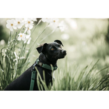 Laisse Kentucky pour chien Lézard Laisse Kentucky pour chien Lézard