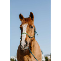 Licol éthologique + longe Norton Suède Vert foncé / vert clair