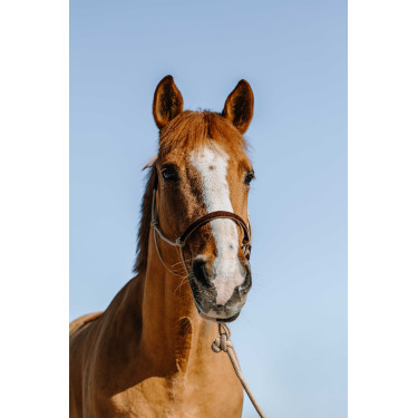 Licol éthologique + longe Norton Suède Beige / brun Licol éthologique + longe Norton Suède Beige / brun