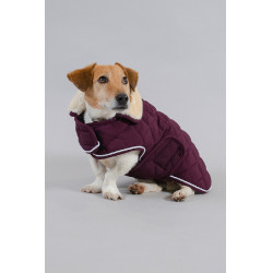 Couverture Chien Harcour Rocket