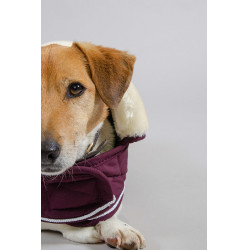 Couverture Chien Harcour Rocket Violine Violet