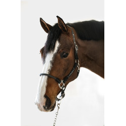 Licol Harcour Honey Gris foncé