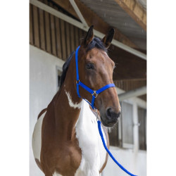 Ensemble licol et longe Club Bleu roi