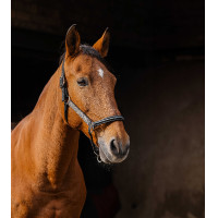 Licol nylon Equithème Domino Gris Licol nylon Equithème Domino Gris