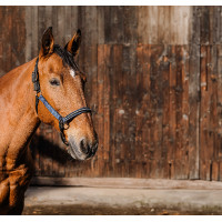 Licol nylon Equithème Domino Bleu Licol nylon Equithème Domino Bleu