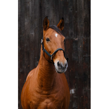 Licol nylon Equithème Domino Vert