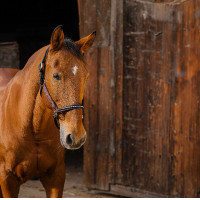 Licol nylon Equithème Domino Violet