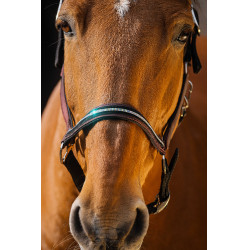 Licol nylon Equithème Domino Bordeaux