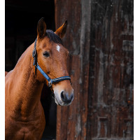 Licol nylon Equithème Domino Bleu roi Licol nylon Equithème Domino Bleu roi