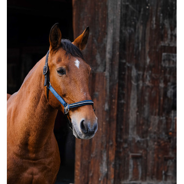 Licol nylon Equithème Domino Bleu roi Licol nylon Equithème Domino Bleu roi