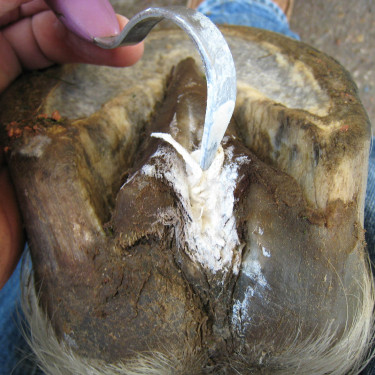 Hoof Stuff Red Horse Hoof Stuff Red Horse