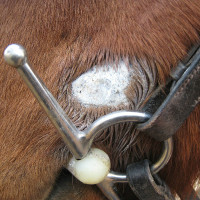 HoneyHeel Red Horse HoneyHeel Red Horse