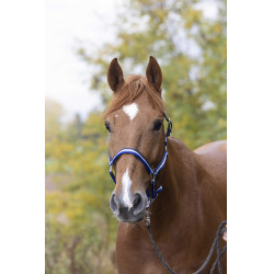 Licol nylon doublé cuir Norton Marine / blanc / bleu