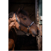 Licol Pénélope Harmonie Noir Licol Pénélope Harmonie Noir