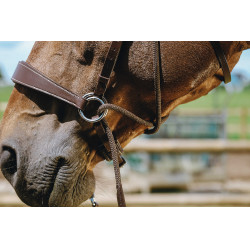 Bridon Bitless Norton Havane Marron