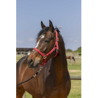 Licol Norton Grooming Rouge Licol Norton Grooming Rouge