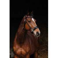 Bridon Norton Pro Hackamore Noir