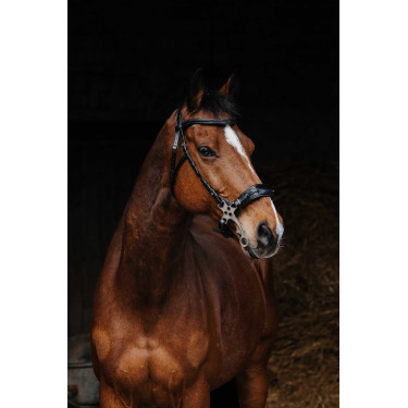 Bridon Norton Pro Hackamore Bridon Norton Pro Hackamore