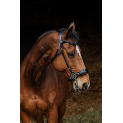 Bridon Norton Pro Hackamore Noir Bridon Norton Pro Hackamore Noir