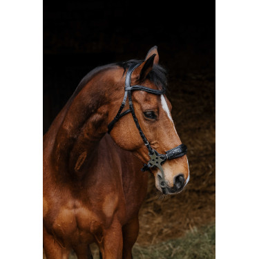 Bridon Norton Pro Hackamore Bridon Norton Pro Hackamore