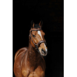 Bridon Norton Pro Hackamore Havane Marron