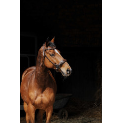 Bridon Norton Pro Hackamore Havane Marron